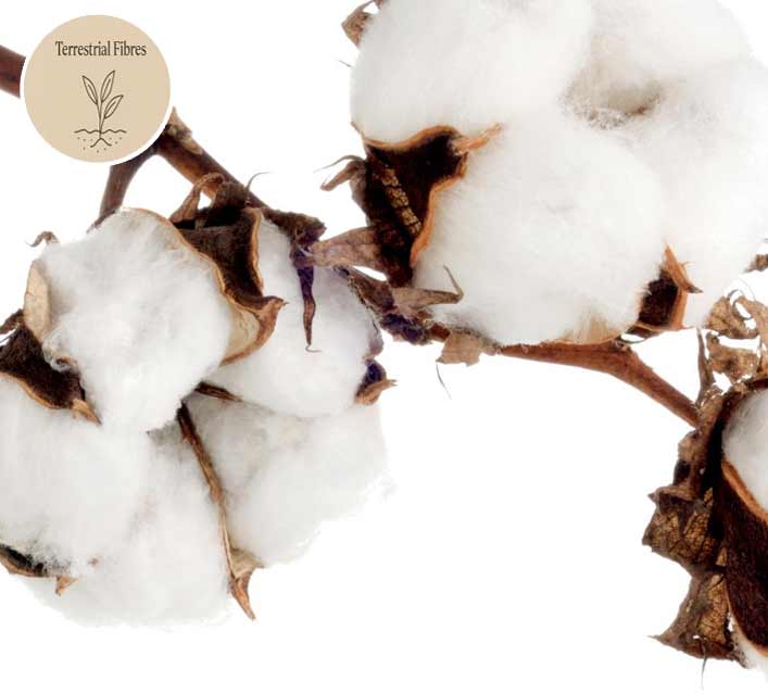 Cotton